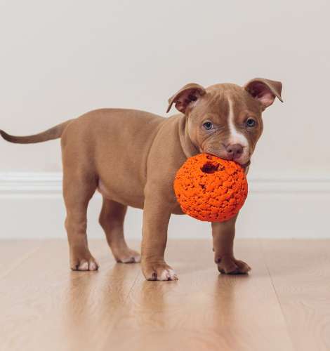 Addicted dogs?