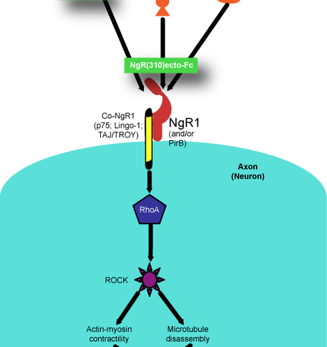 Illustration of Nogo pathway that prevents neuron re-growth
