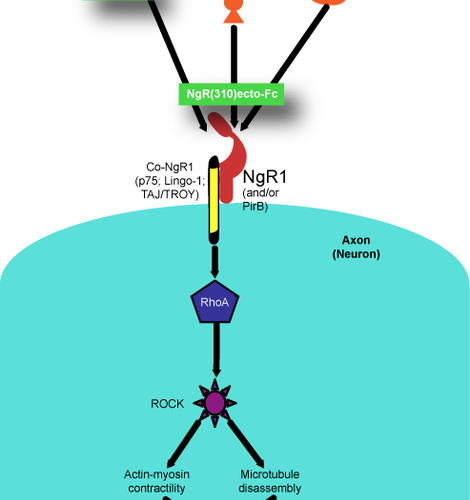 Advances in spinal cord injury research