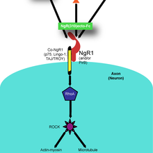 Illustration of Nogo pathway that prevents neuron re-growth