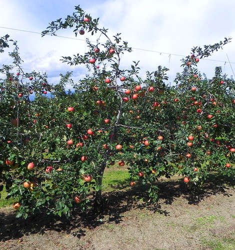 Fuji apples from Nagano Prefecture in Japan, photos by Tashihiko Sugiura