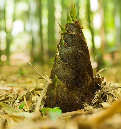 Bamboo shoot may prevent weight gain