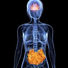 Gut microbes regulate gene expressions in brain that impact anxiety