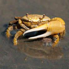 Crab shell healing properties