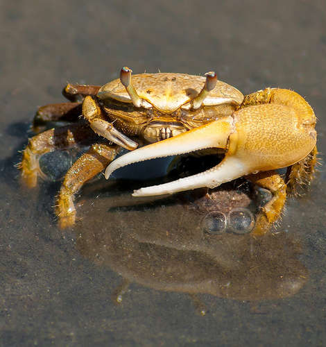 Healing potential of crab shells
