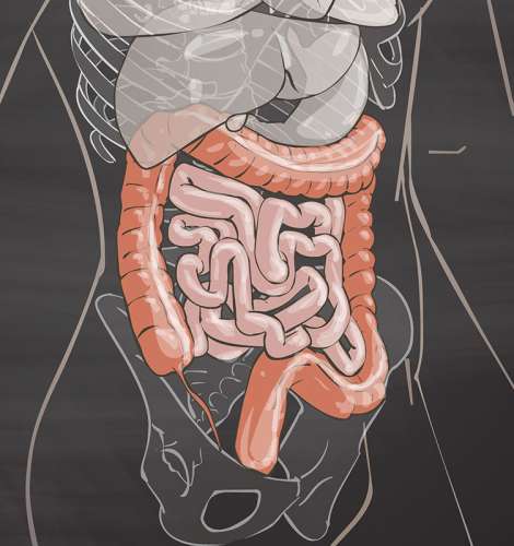 On autism and gut microbes