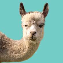 Llamas antibodies – therapy for COVID?