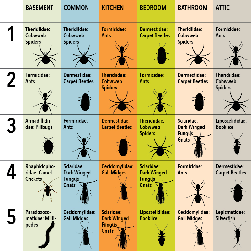 Idaho Common House Bugs