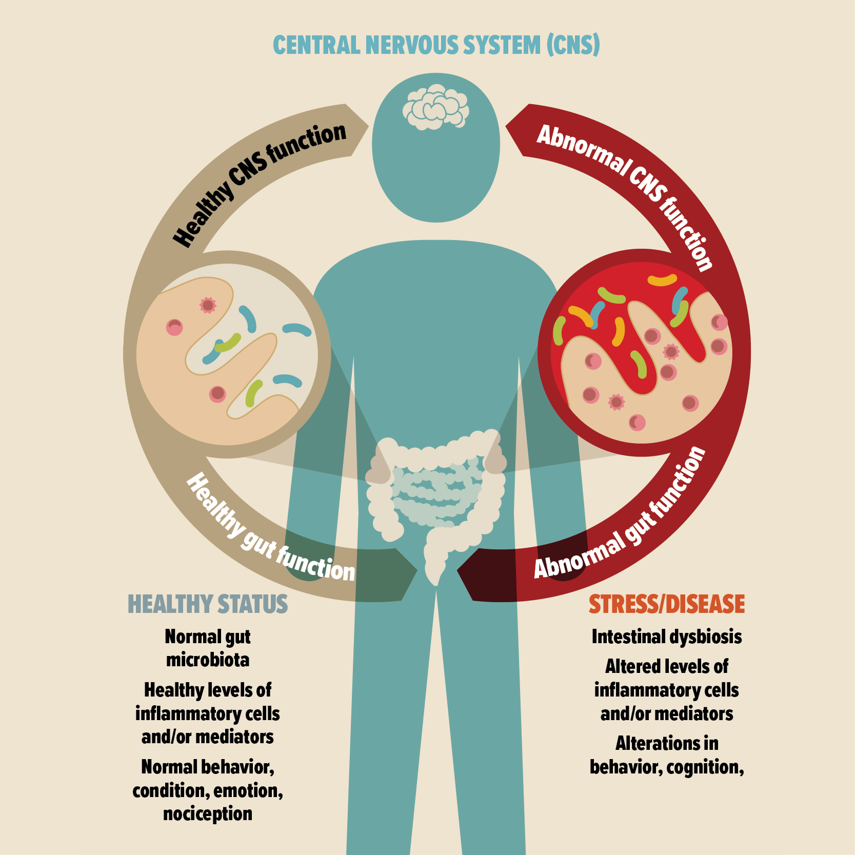 dysbiosis of the gut)